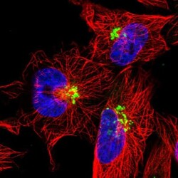 TMEM165 Antibody, Novus Biologicals:Antibodies:Primary Antibodies